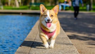 top-pet-products-from-wayfair-for-your-furry-pal